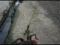 Animais encontrados na estrada para Amanari