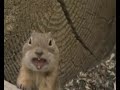 Psychotic prairie dog