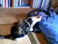 三毛猫!シャツにメロメロ