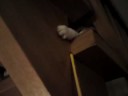 Mein Ronja :) SüZze Katzee :D
