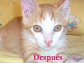CADIZ FELINA TE DESEA FELIZ NAVIDAD CADIZ FELINA TE DESEA FELIZ NAVIDAD