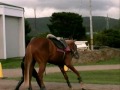 horses.html