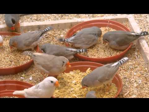 how to cure zebra finches