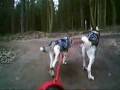 videos de BSHRA Sherwood