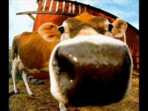 I like the way you moo