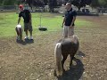minihorse minihorse