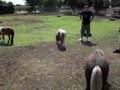minihorse