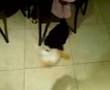 Caniche video