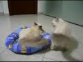 Happy games - Sacred Birman kittens Happy games - Sacred Birman kittens