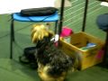 My first paws n music routine