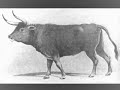 Lao Che Komtur - Gusła