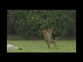 cristiano ronaldo em esquilo cristiano ronaldo em esquilo