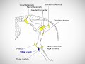 What's under the horse's skin? Equinology, the only company certifying Equine Body Workers® shares a class video of students demonstrating the external anatomy on an actual horse. Use of bones and illustrations help support the material. This is a portion of Equinology's section three EQ50 Equine Anatomy Free Online Course. For more information on the free course please visit: www.equinology.com Part Two