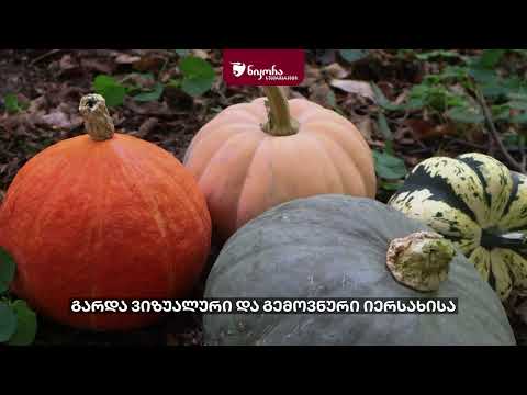 ქართული, ეკოლოგიურად სუფთა გოგრა ლაგოდეხიდან
