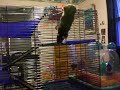 Rats Playing Rats Playing