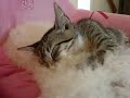 My kitten and her poodle mommy. Miley and Lacey