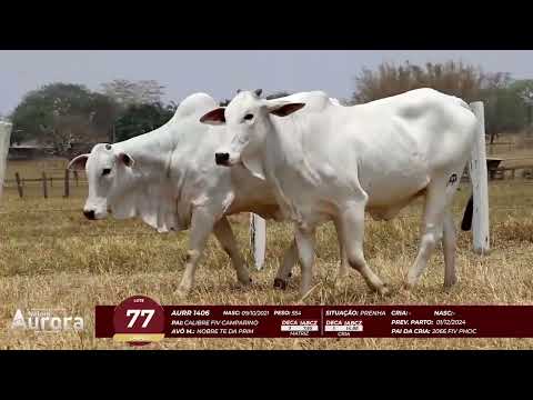 4� De Olho na Fazenda - NELORE AURORA participa��o Chico Paulic�ia