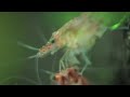 Click here to watch this video Prawn Macro!