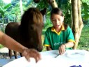 foal breakfast