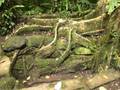 Guayabo (Costa Rica)