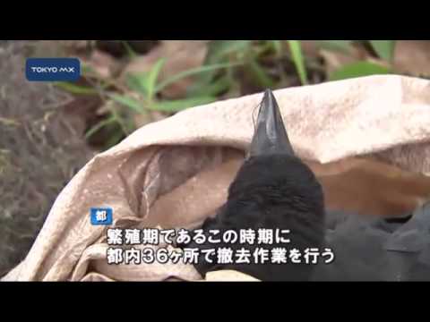 芝公園で　カラスの巣を撤去
