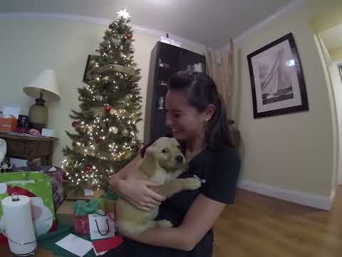 how to care golden retriever puppy