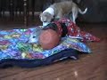 paralyzed pets .wmv paralyzed pets .wmv
