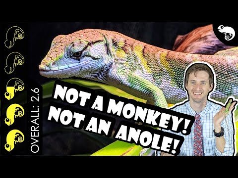 YouTube reptile video