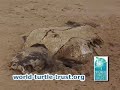 Lucy Leatherback