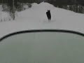 Koiran juoksutusta kelkan avulla