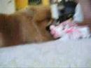Precious Growl
