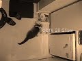 trevor movie