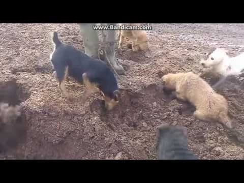 пес который ловит крыс пес который ловит крыс