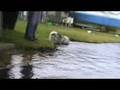 videos de Jedi - 24 Weeks - Another visit to the lake
