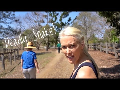 Supercar Blondie's Crazy Family