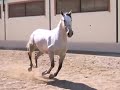 videos lentisca 008