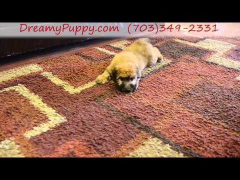 Adorable Soft coated Wheaton Terrier Girl