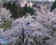 Megan in Japan Episode #3 - Hanami