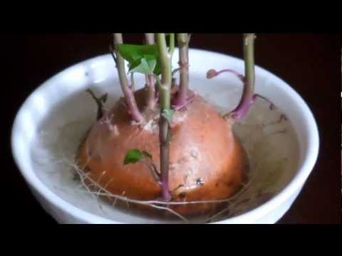 how to grow vines from a potato