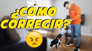 14 - ¿Cómo corregir a un perro?