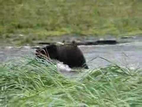 Brown Bears at Pack Creek