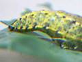 videos de Pupa Twitches With Caterpillar Underneath