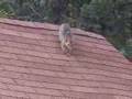 Cats-Rescued-From-Fl