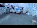 Sheep cyclone Win... or Fail?