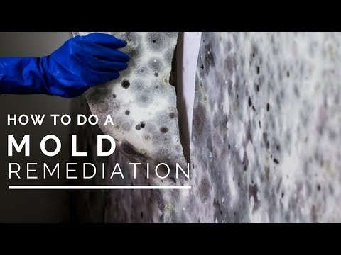 video-linktoworks-How To Do a Mold Remediation In Your Home