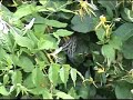 Hummingbird Moth Hummingbird Moth