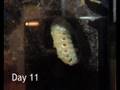 Flower Beetle Pupation...Month 1