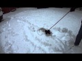 Poppy my mini dachshund refuses to walk in the snow