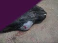 Abscess in ewe