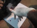 Abscess in ewe